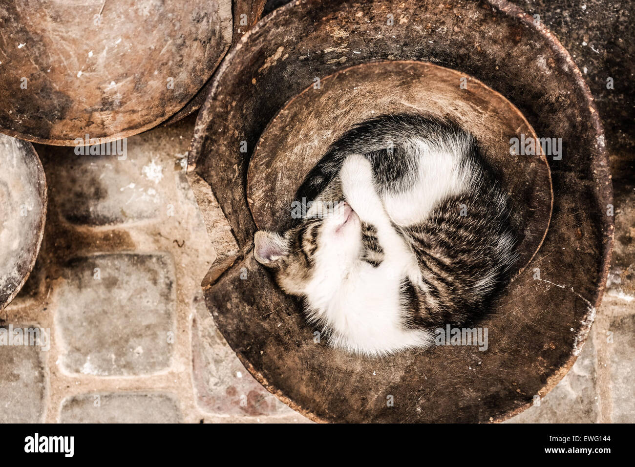 Kätzchen, die zusammengerollt in eine Schüssel geben Stockfoto