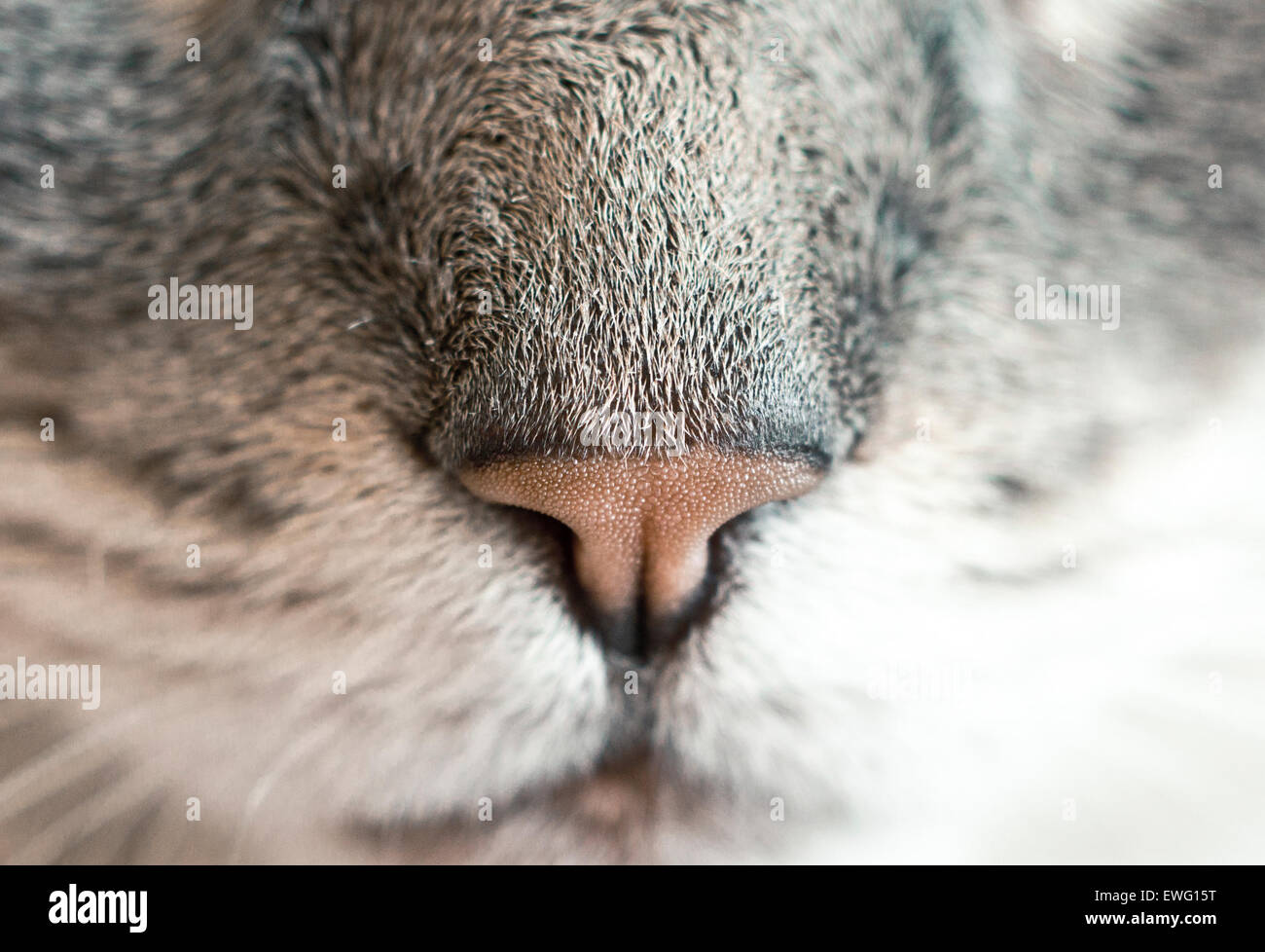 Makroaufnahme einer Katze Nase Stockfoto