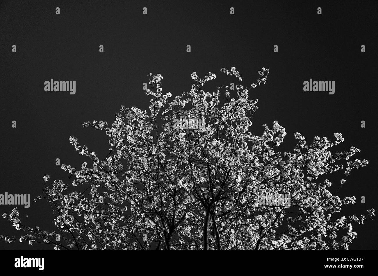 Minimalistische schwarz und weiß Baum Zweige Blüten Zweige Blätter minimalistisch Hintergrund schwarz monochrome Baum Stockfoto