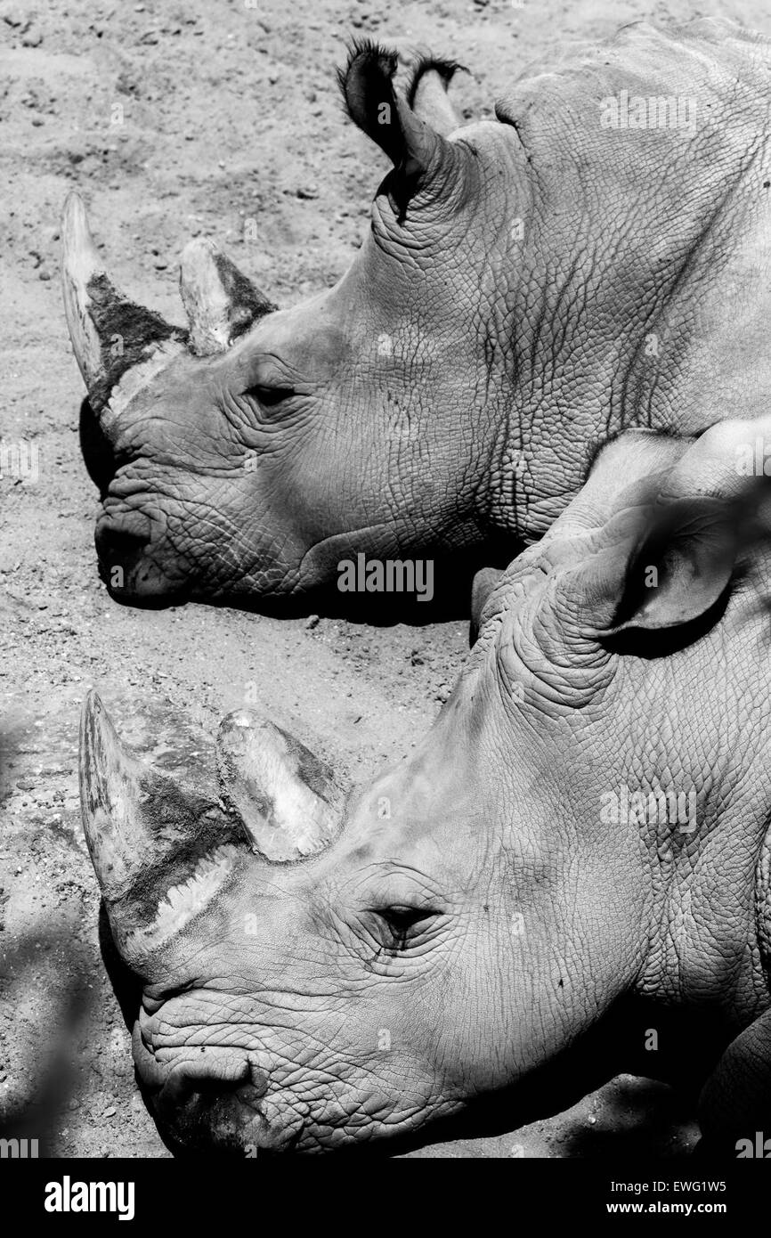 Nashorn, wobei ein Rest Tier Säugetier ruhen Nashorn Rhinoceros Überfamilie schwarz-weiß Monochrom zwei Stockfoto