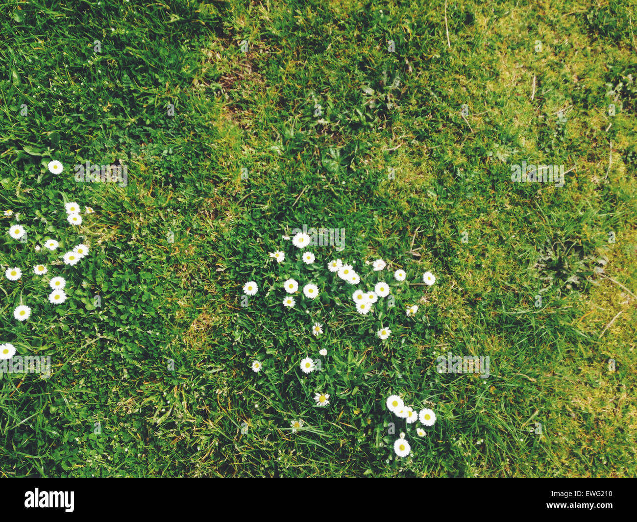 Kleine weiße Gänseblümchen im Rasen Asteraceae Daisy Blumen Hintergrund Grasgrün Textur weiße Blumen Stockfoto