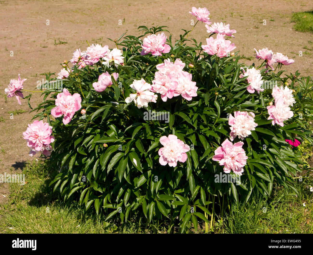 Strauch der Pfingstrose mit vielen Blüten in rosa Farbe. Stockfoto