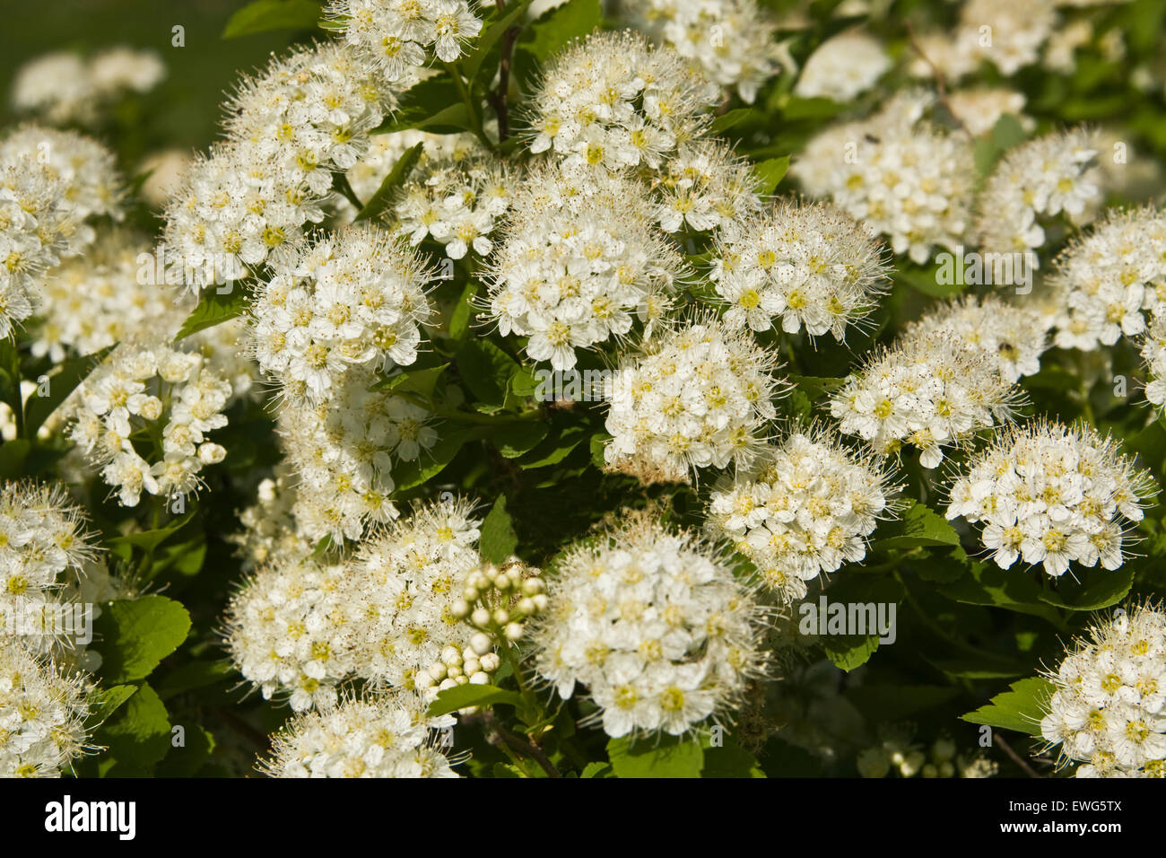 Weiße japanische Spirea, viele Blumen am Strauch. Stockfoto