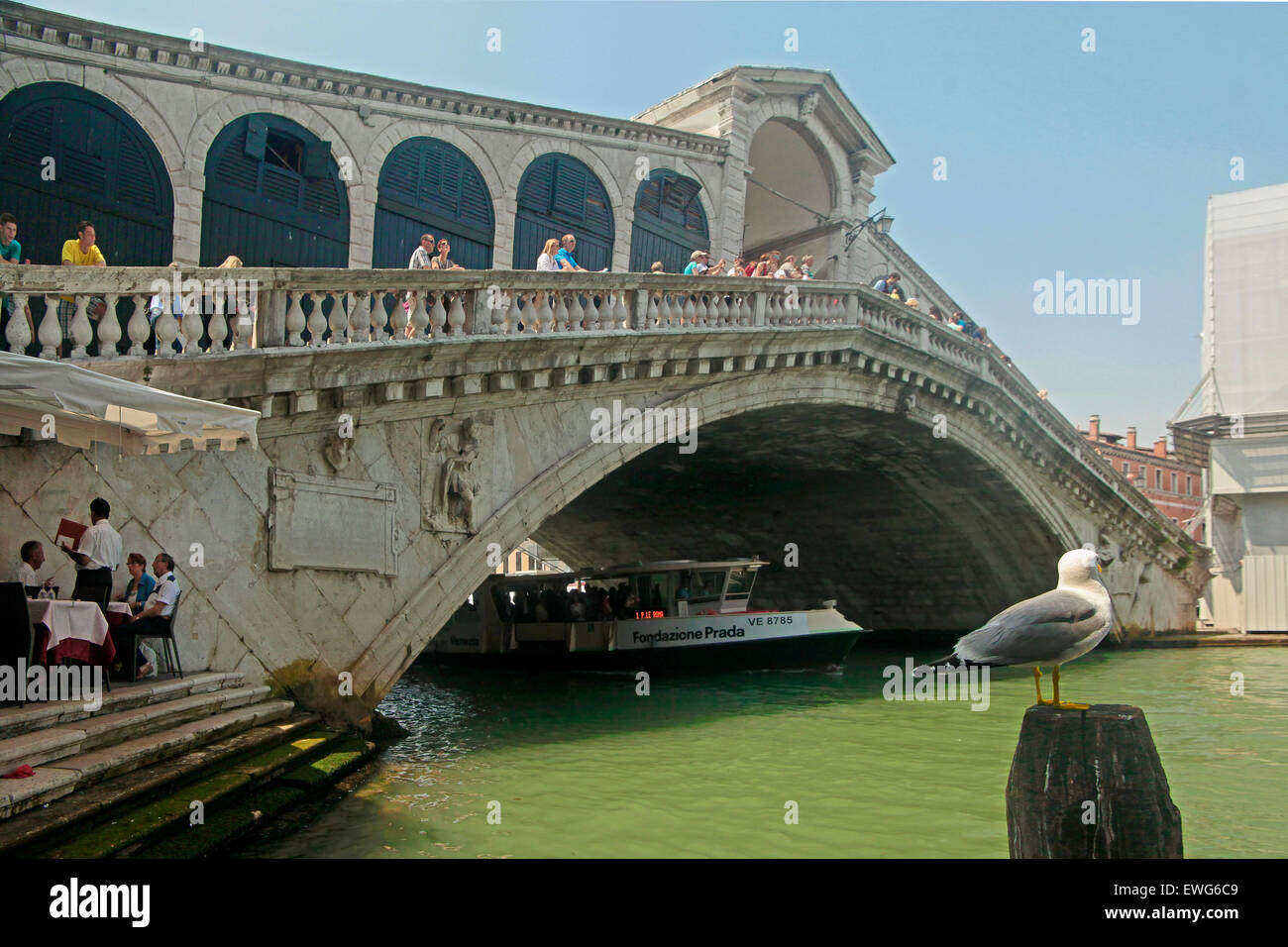 Venedig - Yellow legged Möve (Larus Michahellis) und Rialto-Brücke Stockfoto