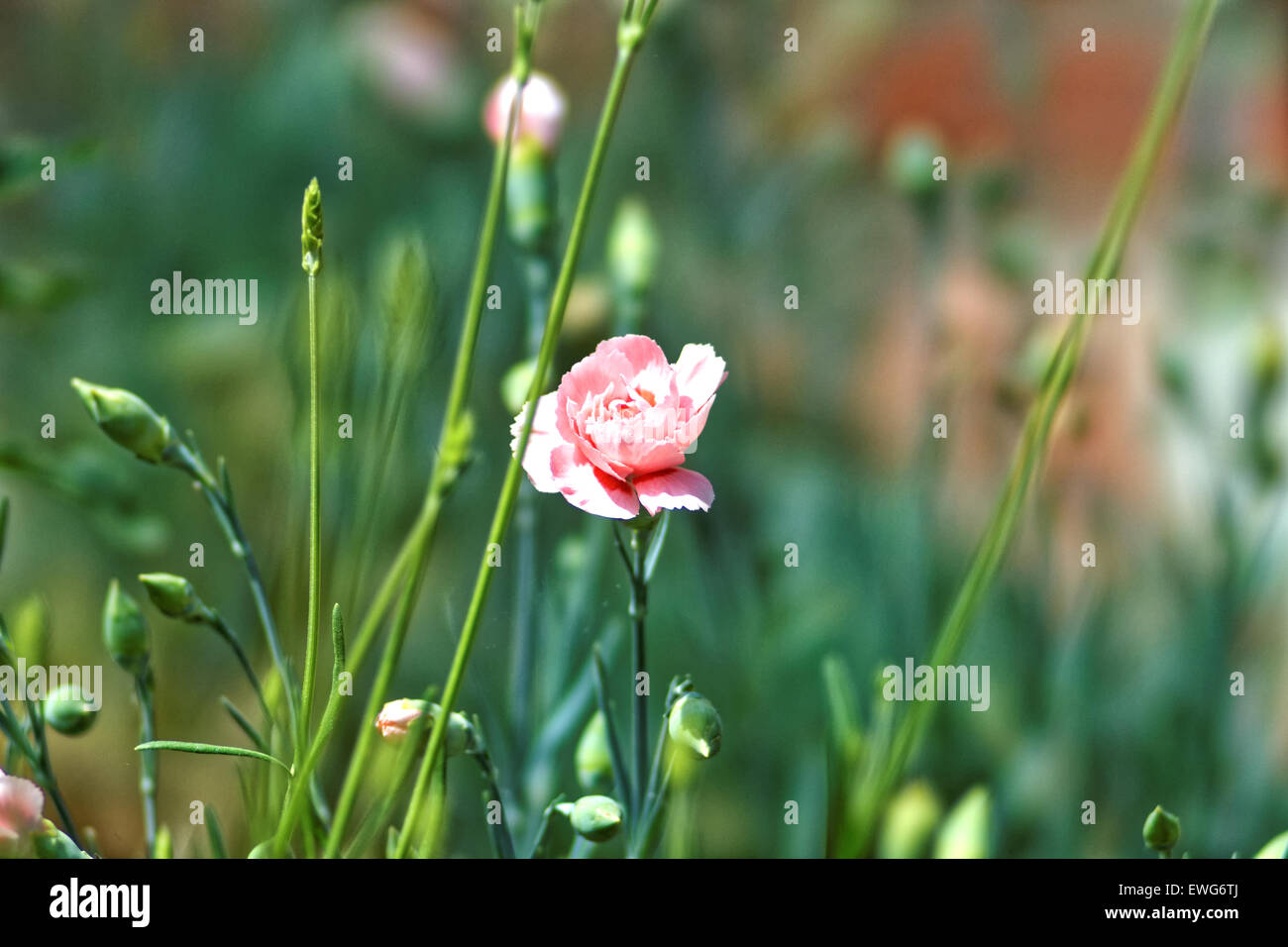Dianthus Caryophyllus oder Nelke rosa Stockfoto