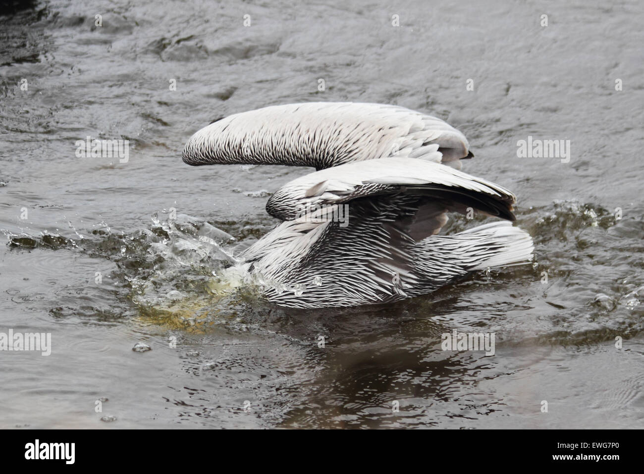 Ein brauner Pelikan Spritzwasser durch das Wasser, in ein Küsten-Mündung zu ernähren. Stockfoto