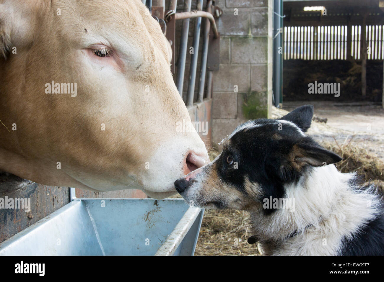 Border Collie Schäferhund Nase an Nase mit einem Rind Stier, Cumbria, UK. Stockfoto