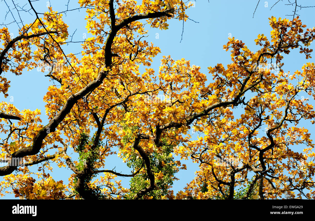 Herbst Baum mit gelben Blättern an einem sonnigen Tag Stockfoto