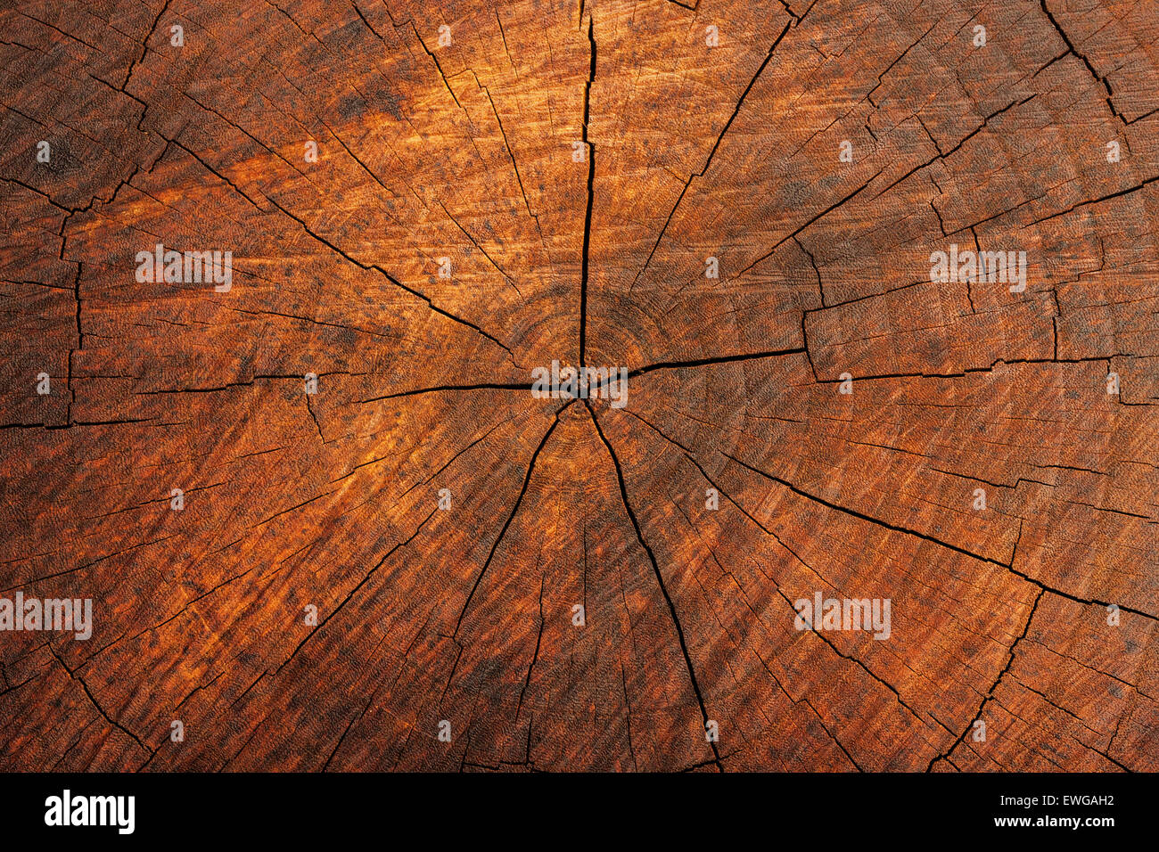 Natürliches Holz Querschnitt Textur mit Alter Risse Stockfoto