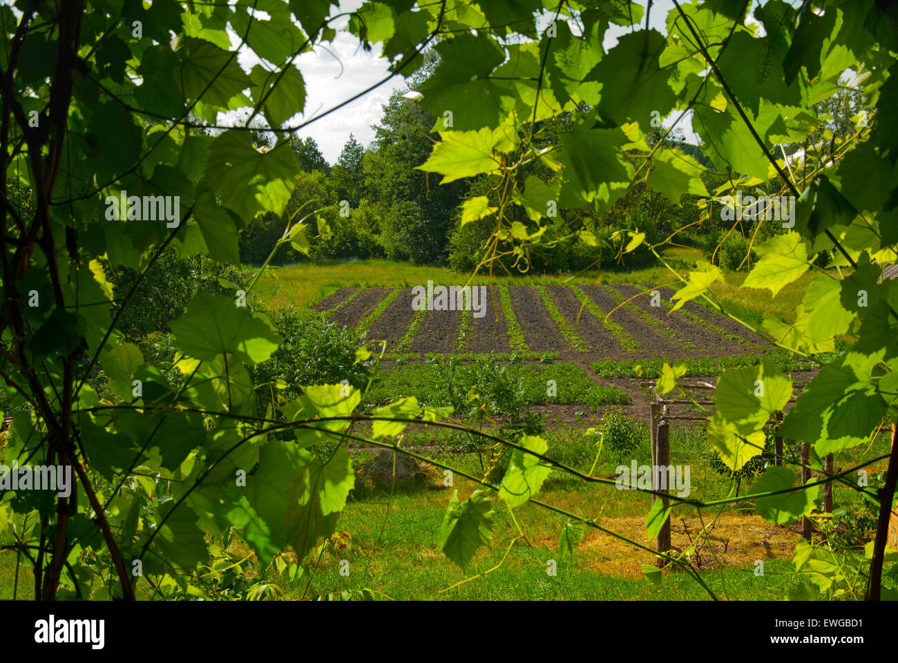 Landschaft mit Blick auf den Garten durch die Trauben im ländlichen Raum. Stockfoto