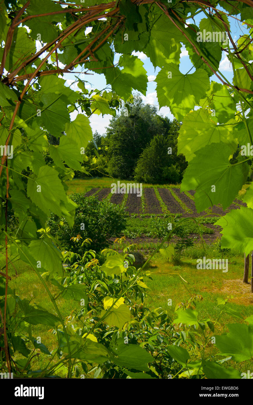 Landschaft mit Blick auf den Garten durch die Trauben im ländlichen Raum. Stockfoto