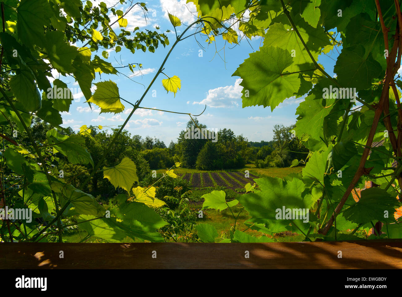 Landschaft mit Blick auf den Garten durch die Trauben im ländlichen Raum. Stockfoto