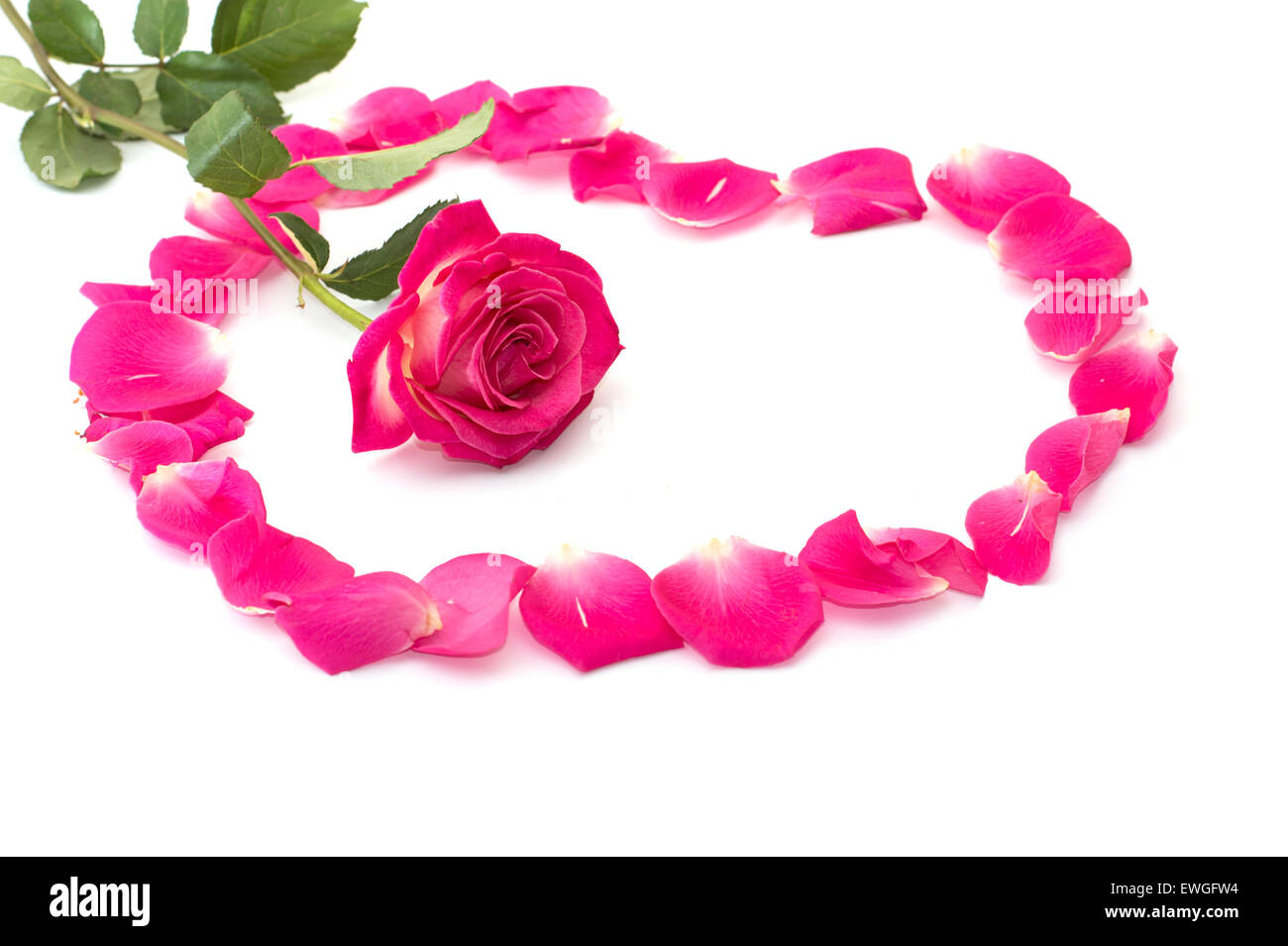 Blume der eine rosa Rose im Herzzentrum von Lappen Stockfoto