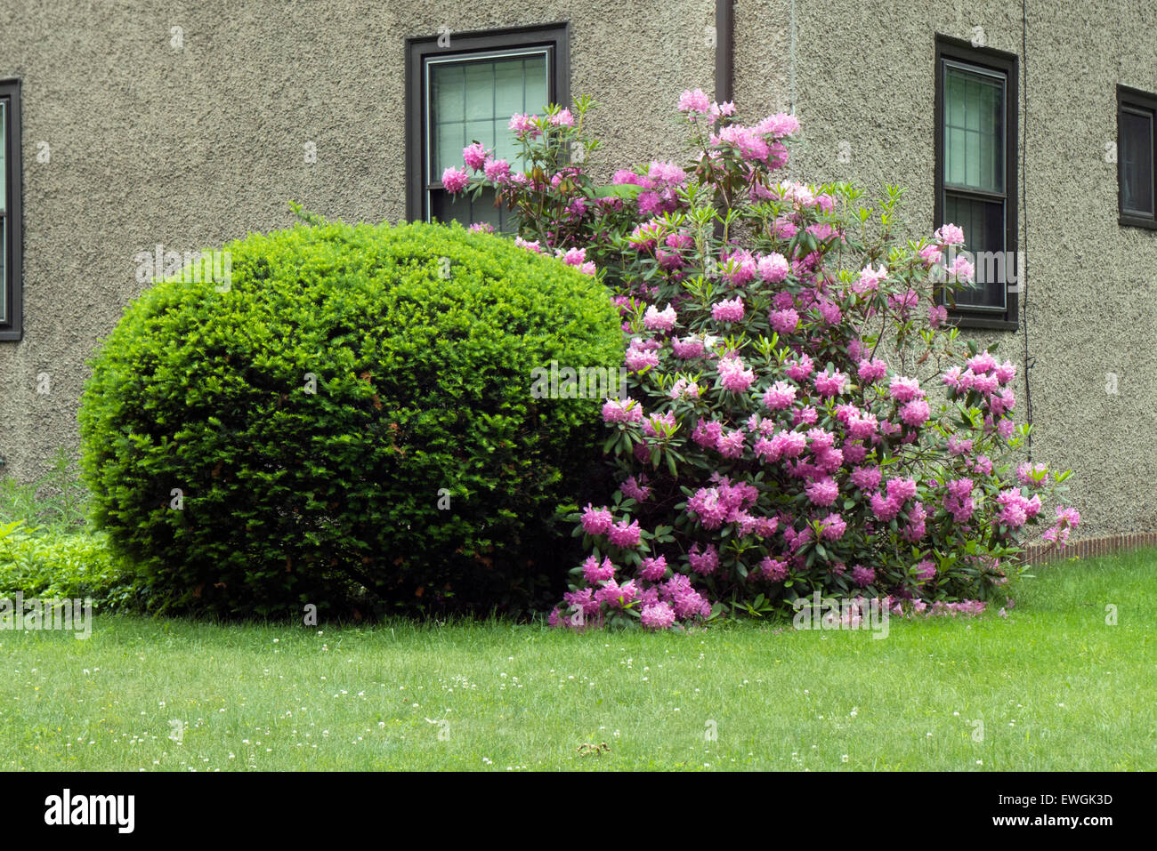 Rhododendron und geformten Busch. Stockfoto