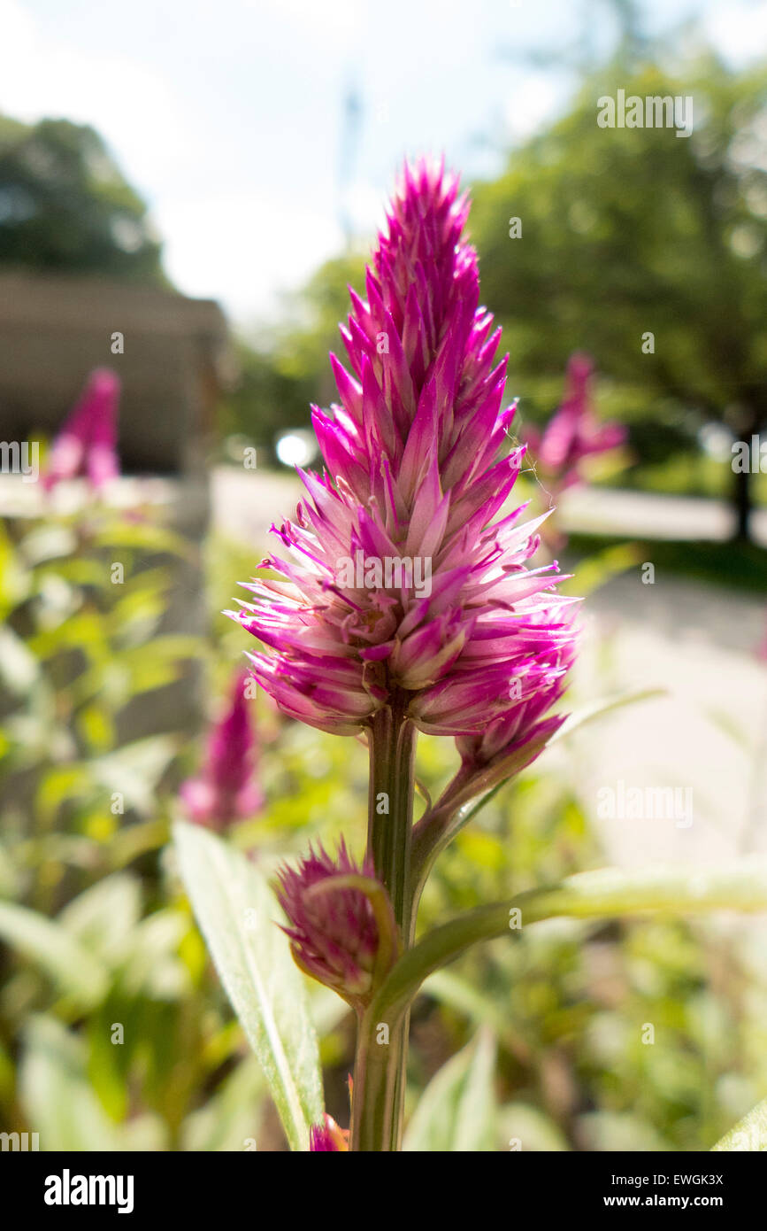 Lila kegelförmigen Blume. Stockfoto