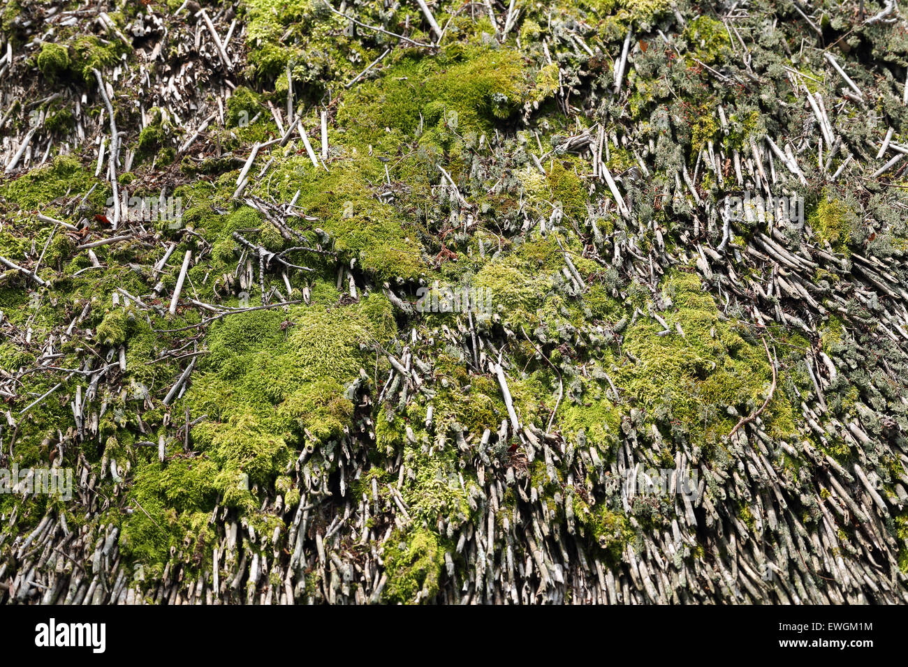 Strohdach mit grünem Moos Stockfoto