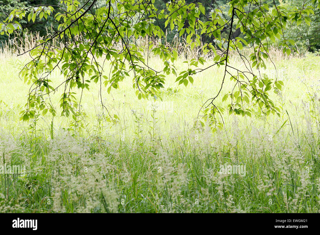 hinterleuchtete Blättern und Rasen im Wald Stockfoto