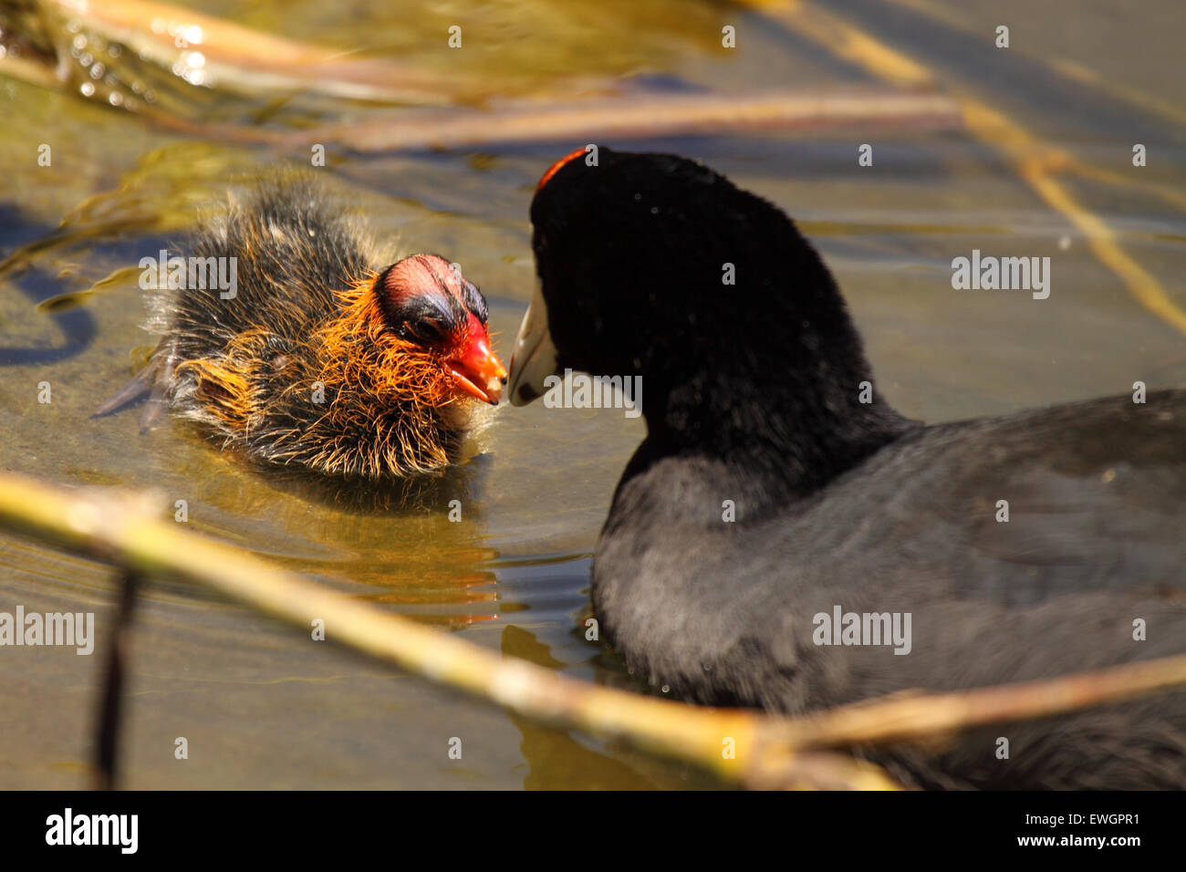 Eine amerikanische Coot seine Baby füttern. Stockfoto