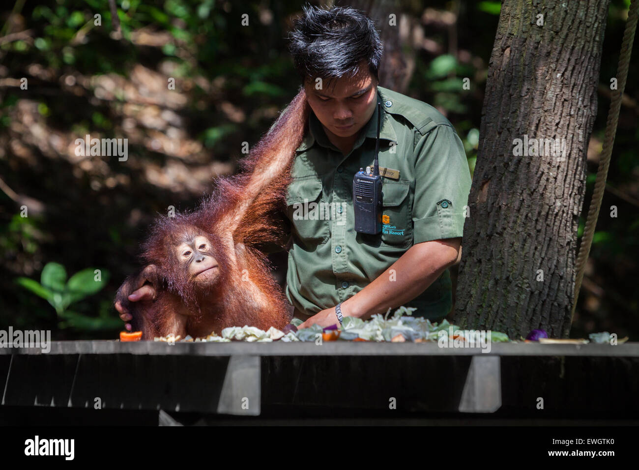 Ein Ranger hält einen jungen Orang-Utan im Rasa Ria Nature Reserve, Kota Kinabalu, Sabah, Malaysia. Stockfoto