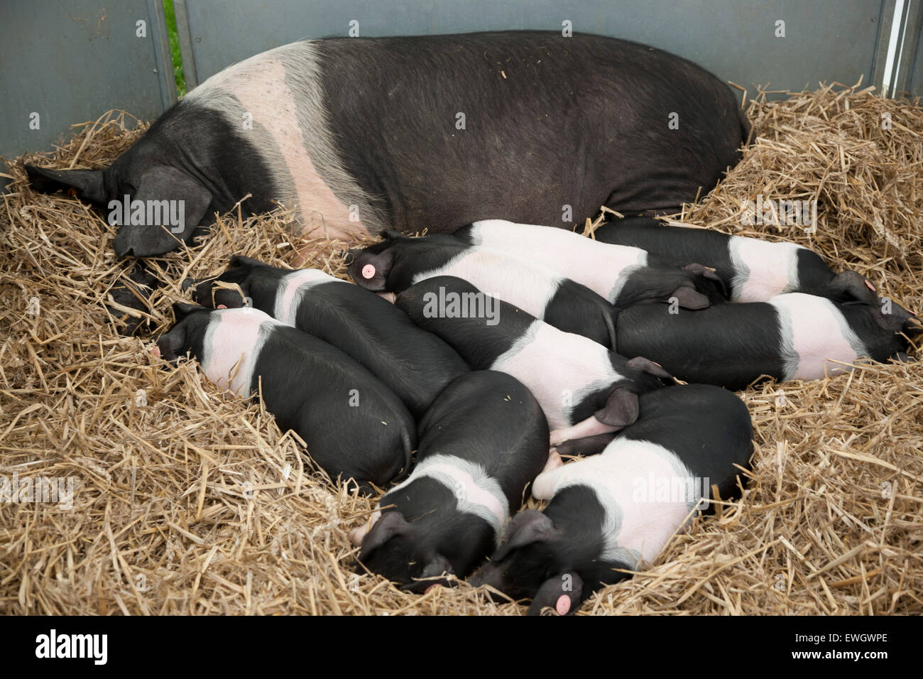 Schweine in einem Stall eingeschlafen Stockfoto