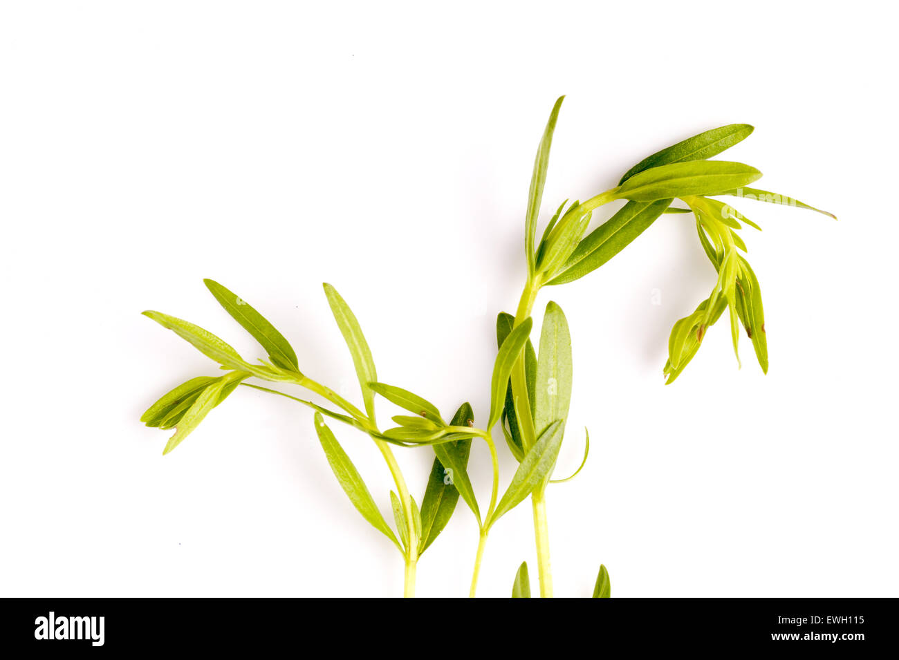 Ysop Kraut Blatt zum Bouth kochen, Alternativmedizin und Aromatherapie verwendet. Sehr ruhigen in die neue Nordic kulinarische Stockfoto