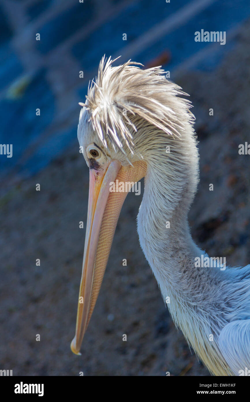 Grau-Pelikan (Pelecanus saniert) Stockfoto