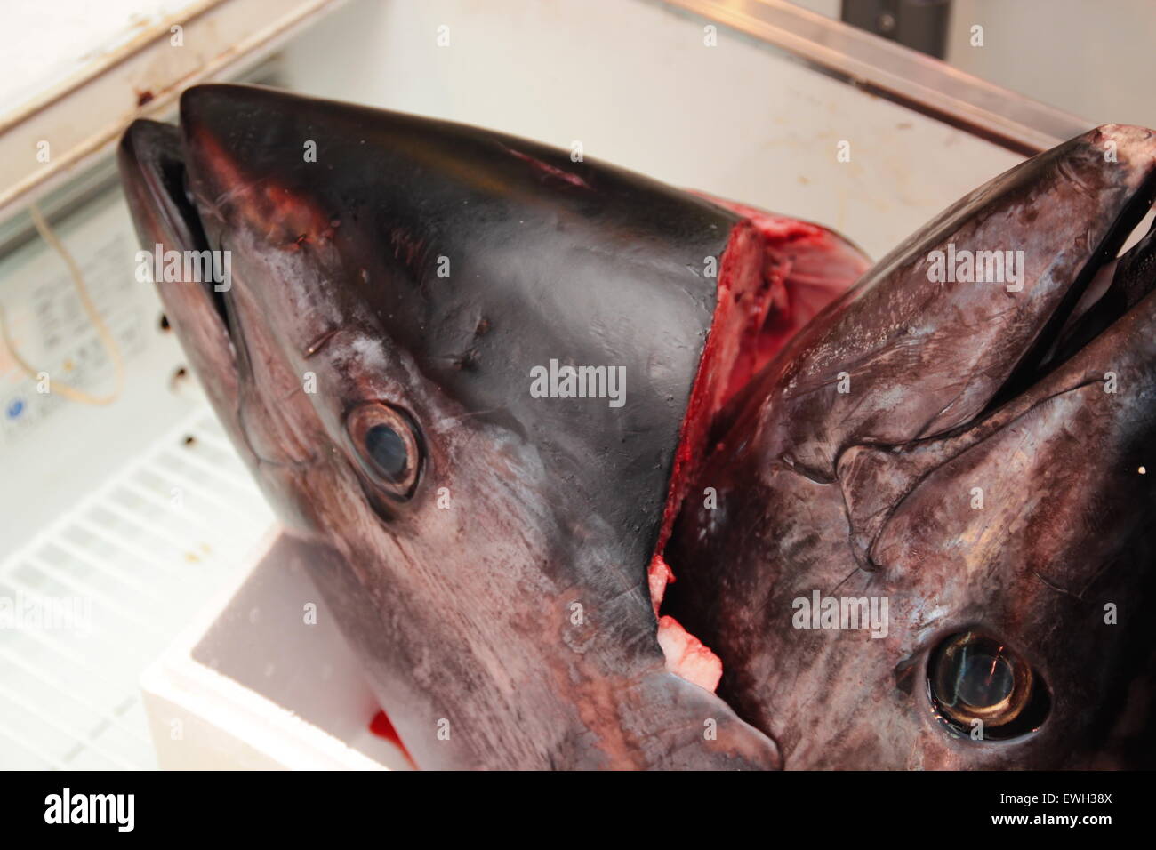 Frischfisch Thuns Kopf zum Verkauf an Japan Tsukiji-Markt Stockfoto