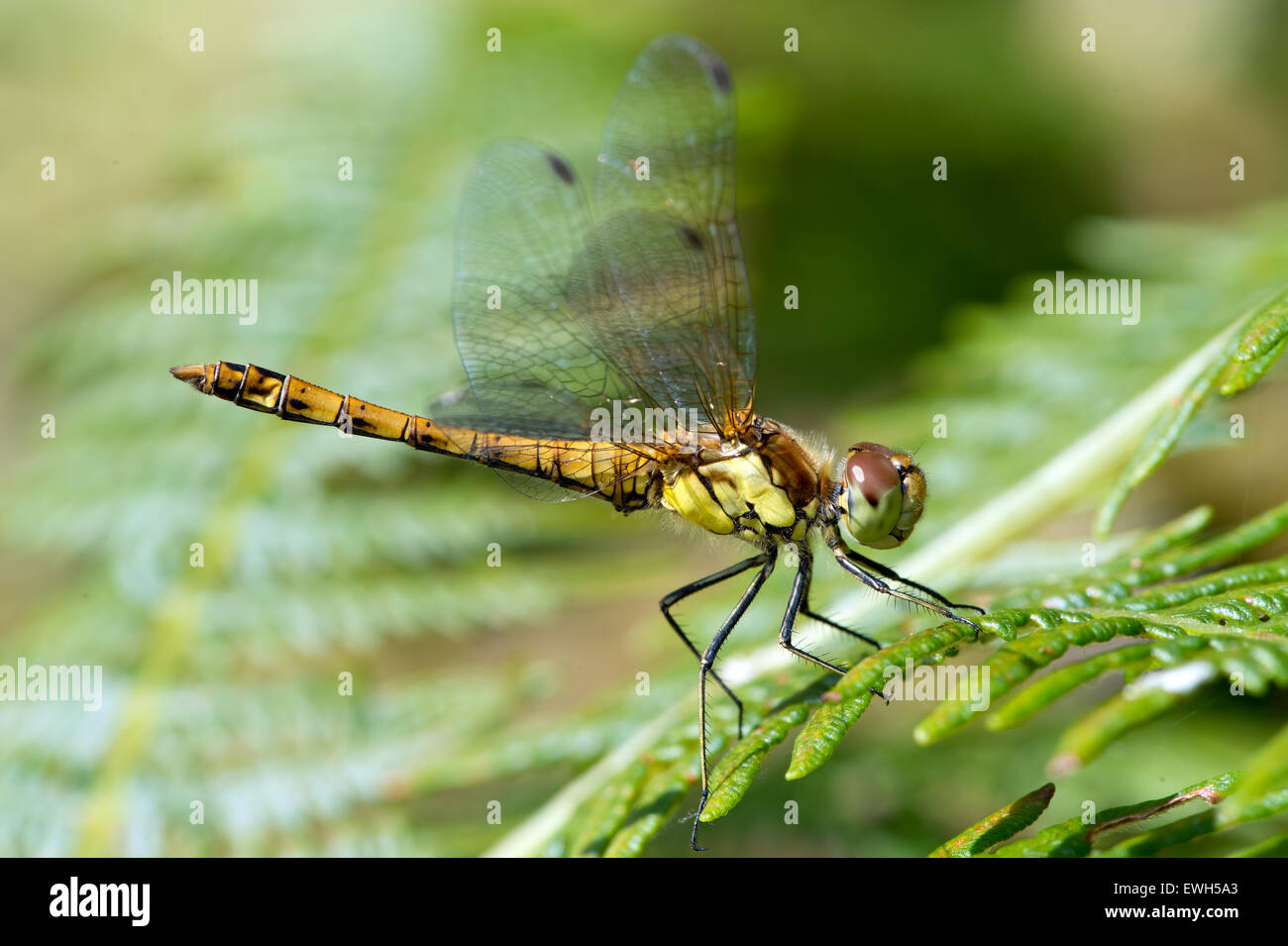 Gemeinsamen Darter Libelle (Sympetrum Striolatum) Stockfoto