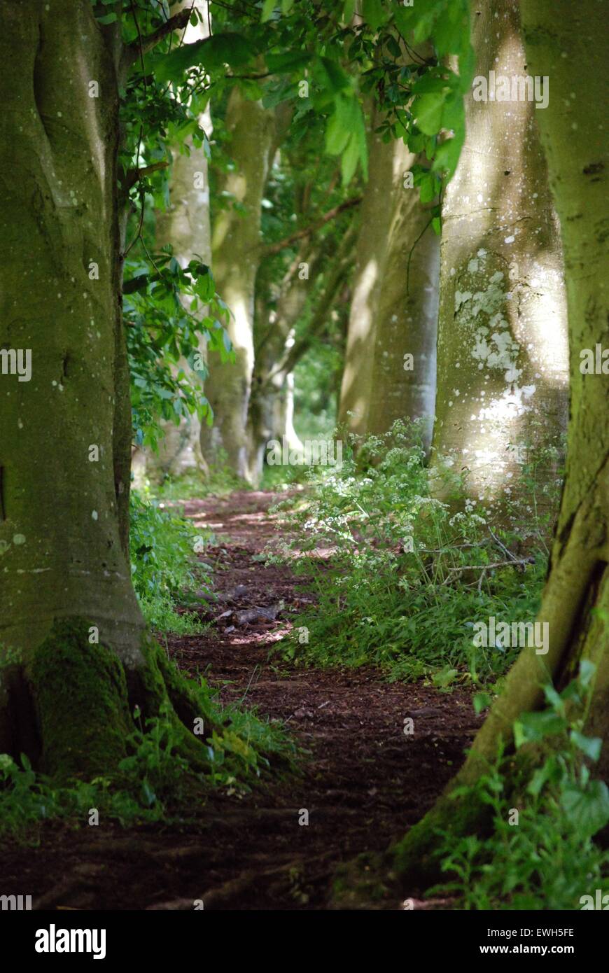 Sonnenlicht, das auf einen schmalen Fußweg scheint, der sich durch hohe Bäume schlängelt Stockfoto