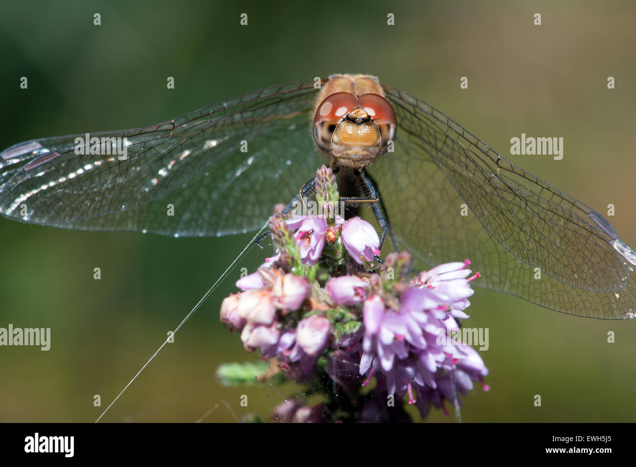 Gemeinsamen Darter Libelle (Sympetrum Striolatum) Stockfoto