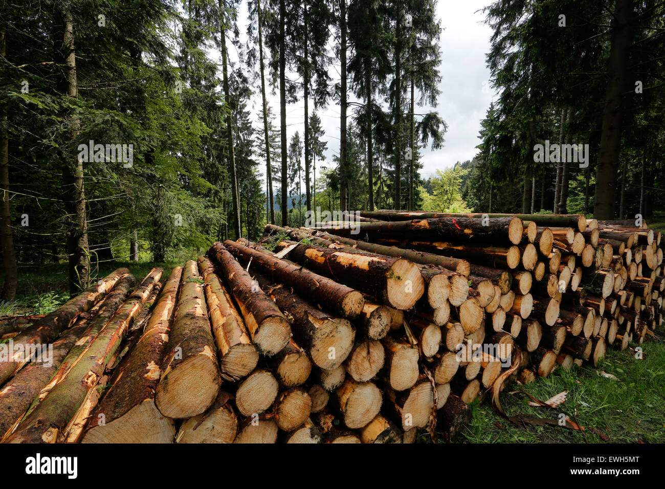 Bad Berleburg, Deutschland, felled Bäume, Holzpolter im Wald Stockfoto