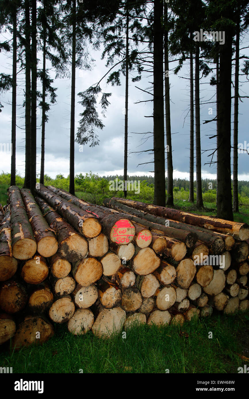 Bad Berleburg, Deutschland, felled Bäume, Holzpolter im Wald Stockfoto