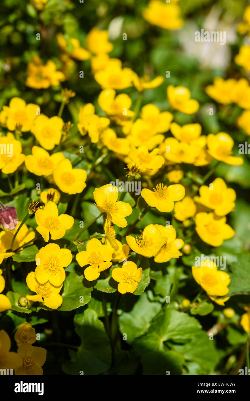 Marsh-Marigold, Caltha Palustris, Wildblumen, Dumfries & Galloway, Schottland Stockfoto