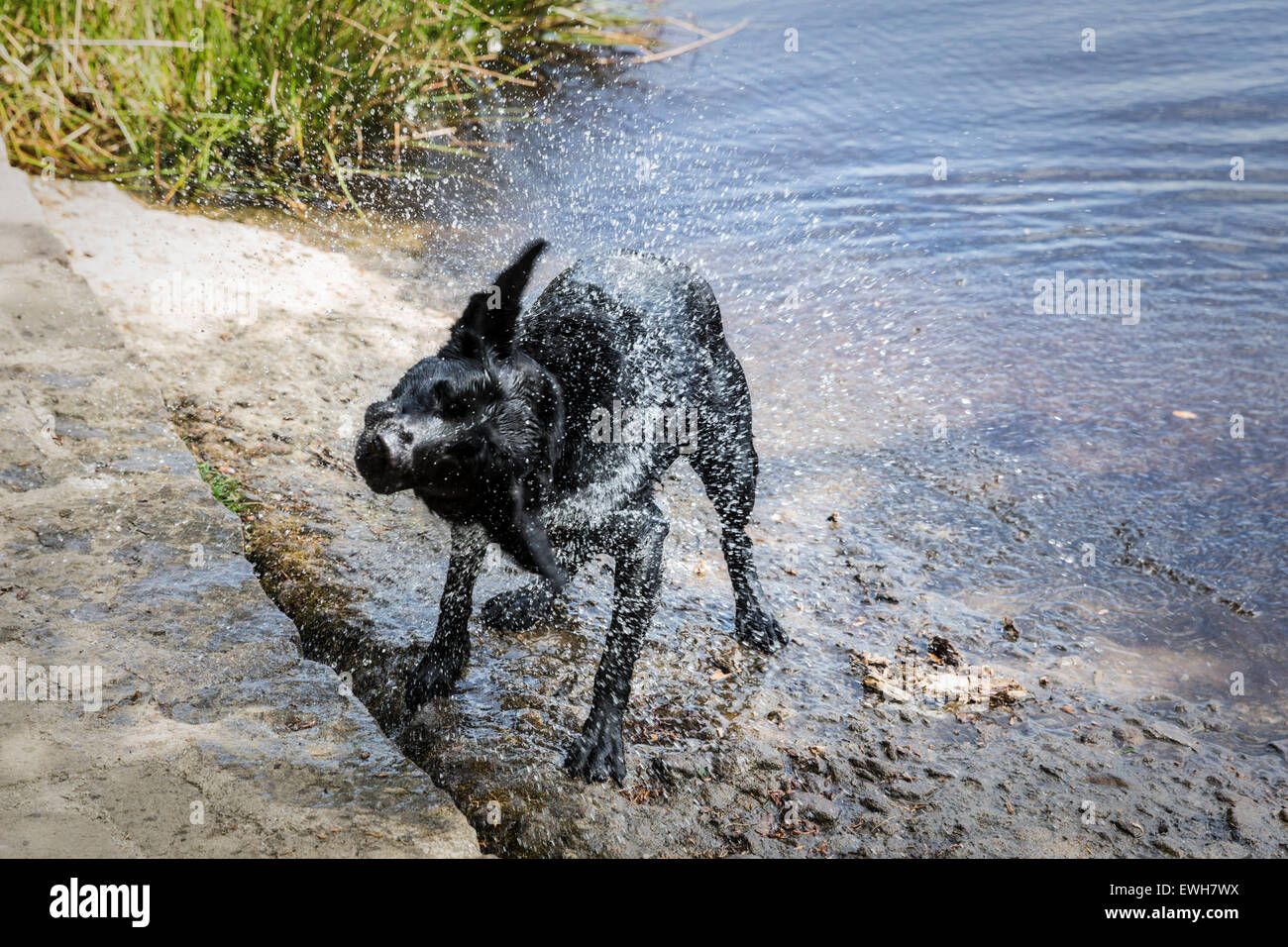 Schwarzer Labrador schütteln sich trocken nach dem Schwimmen, England, UK. Stockfoto