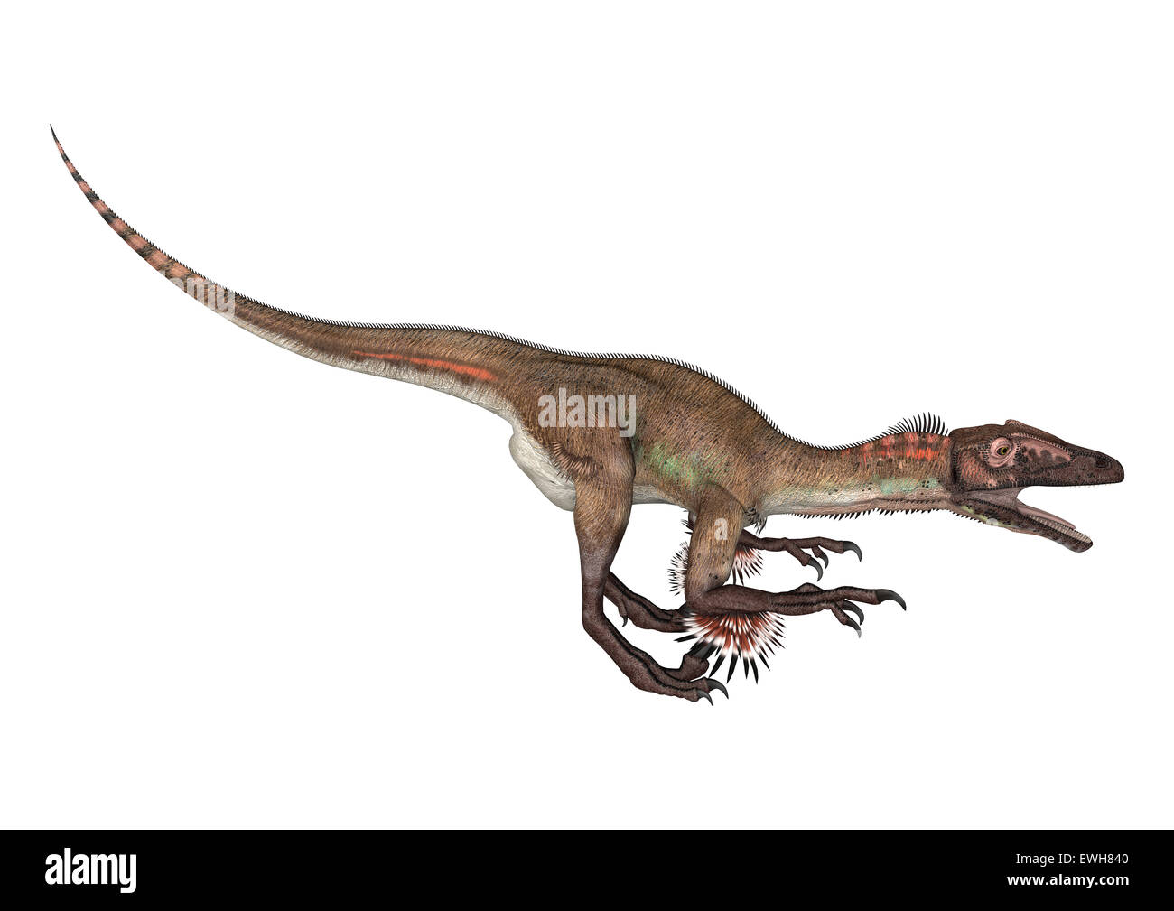 Digitale 3D Rendern von einem Dinosaurier Utahraptor isoliert auf