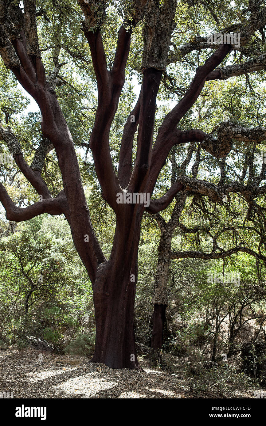 Immergrüne Eiche treel Arge und herrliche Natur mit riesigen Zweige. Stockfoto