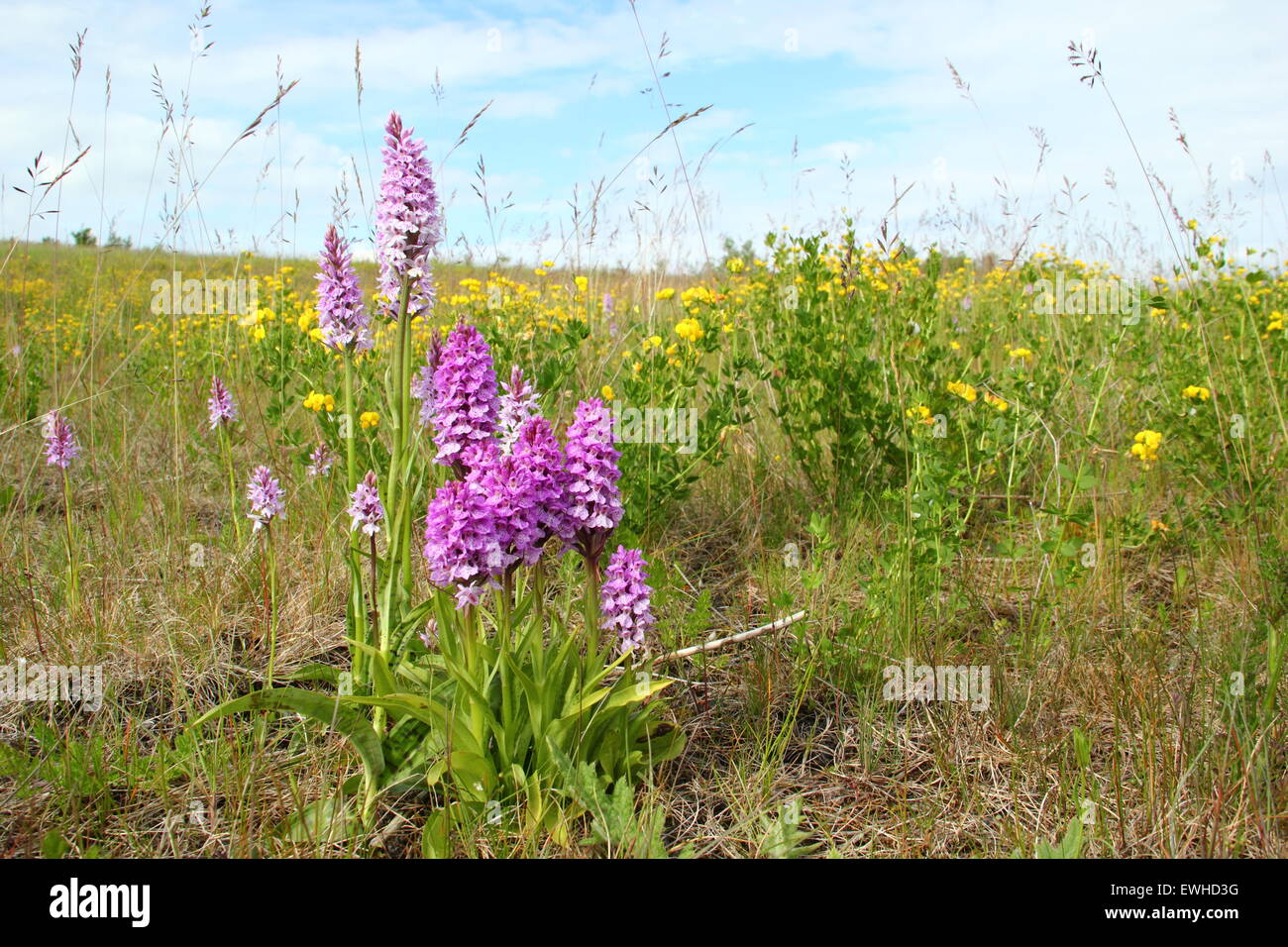 Eine Gruppe von wilden gemeinsamen gefleckte Orchideen (Dactylorhiza Fuchsii) wächst auf Wiesen im Nottinghmshire England UK Stockfoto