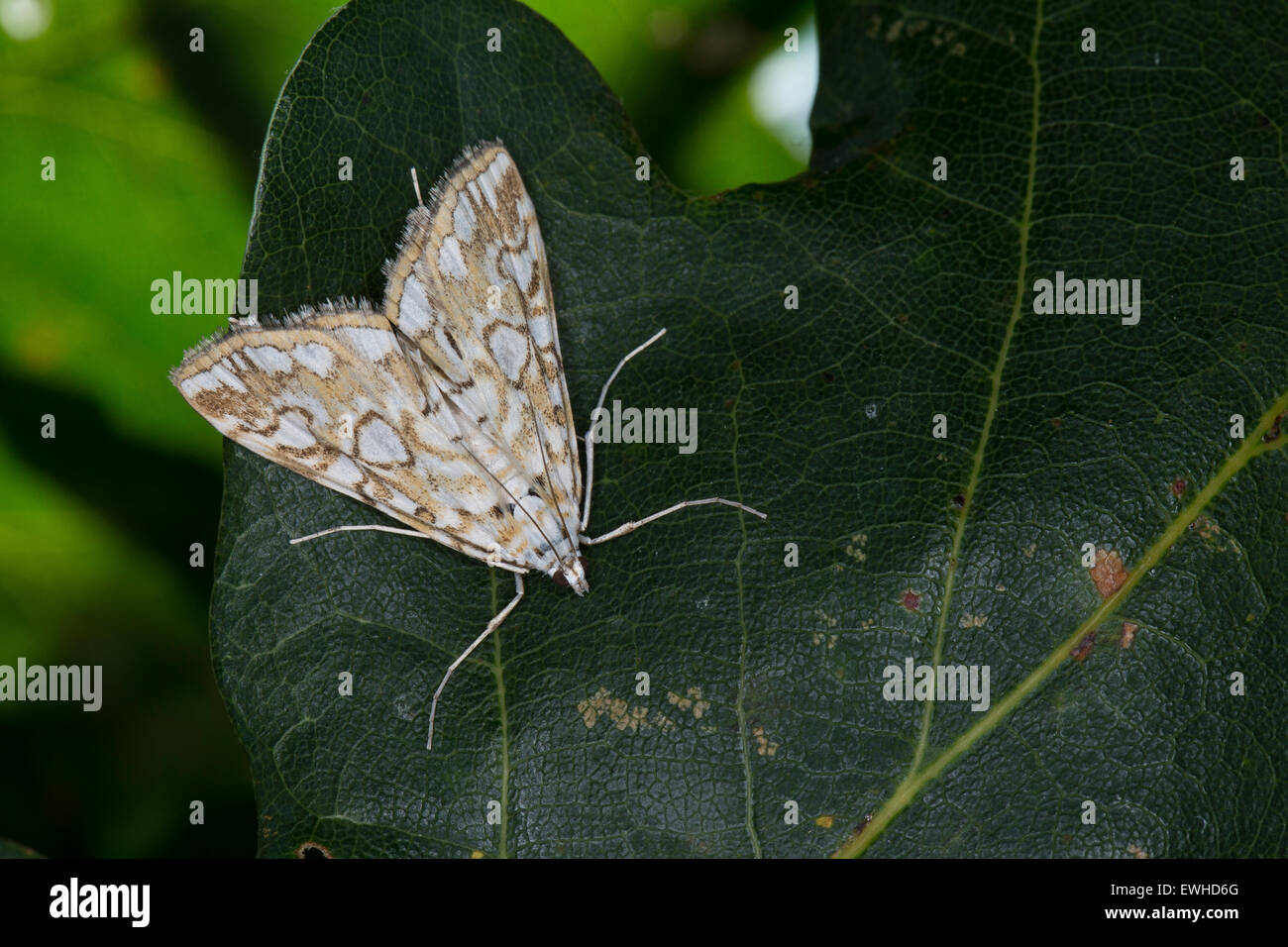 Braune China-Mark Motte, Seerosenzünsler, Seerosen-Zünsler, Laichkrautzünsler, Nymphula Nymphaeata, Elophila nymphaeata Stockfoto