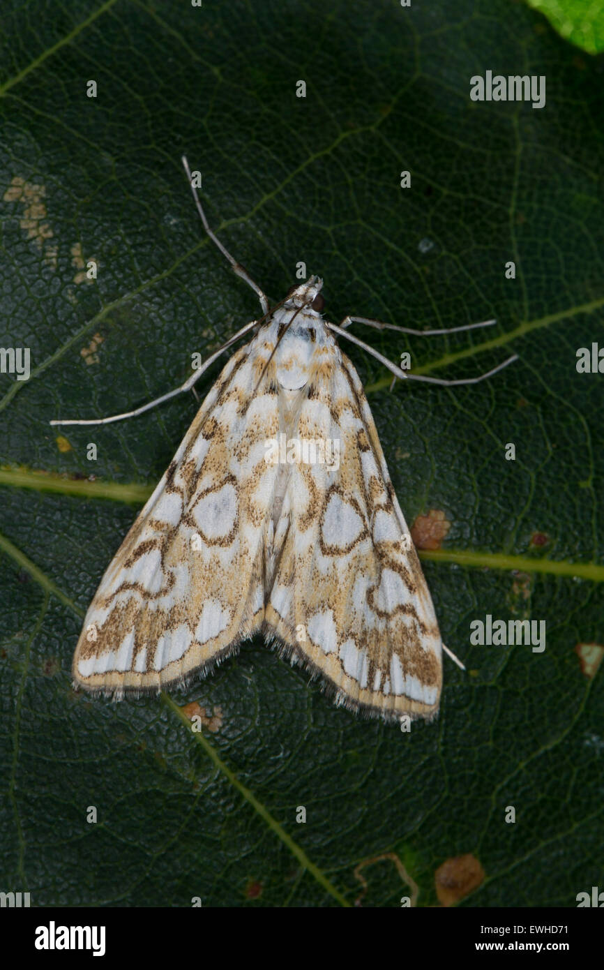 Braune China-Mark Motte, Seerosenzünsler, Seerosen-Zünsler, Laichkrautzünsler, Nymphula Nymphaeata, Elophila nymphaeata Stockfoto