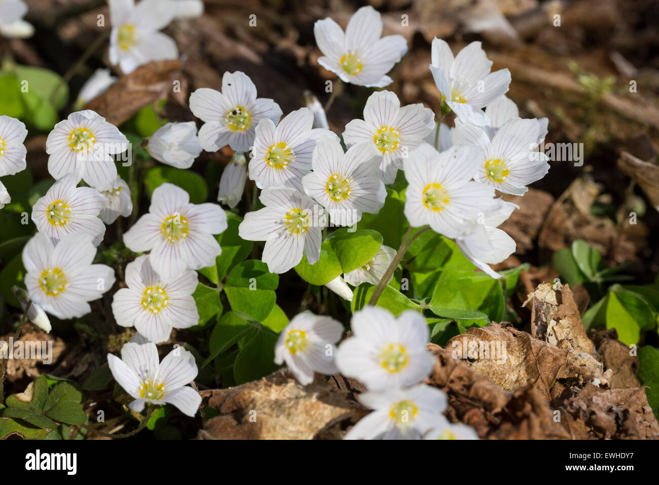 Wald-Sauerklee, Waldsauerklee, Holz-Sauerampfer, Sauerklee, Oxalis Acetosella, Oxalide petite Oseille, Pain de Coucou Stockfoto