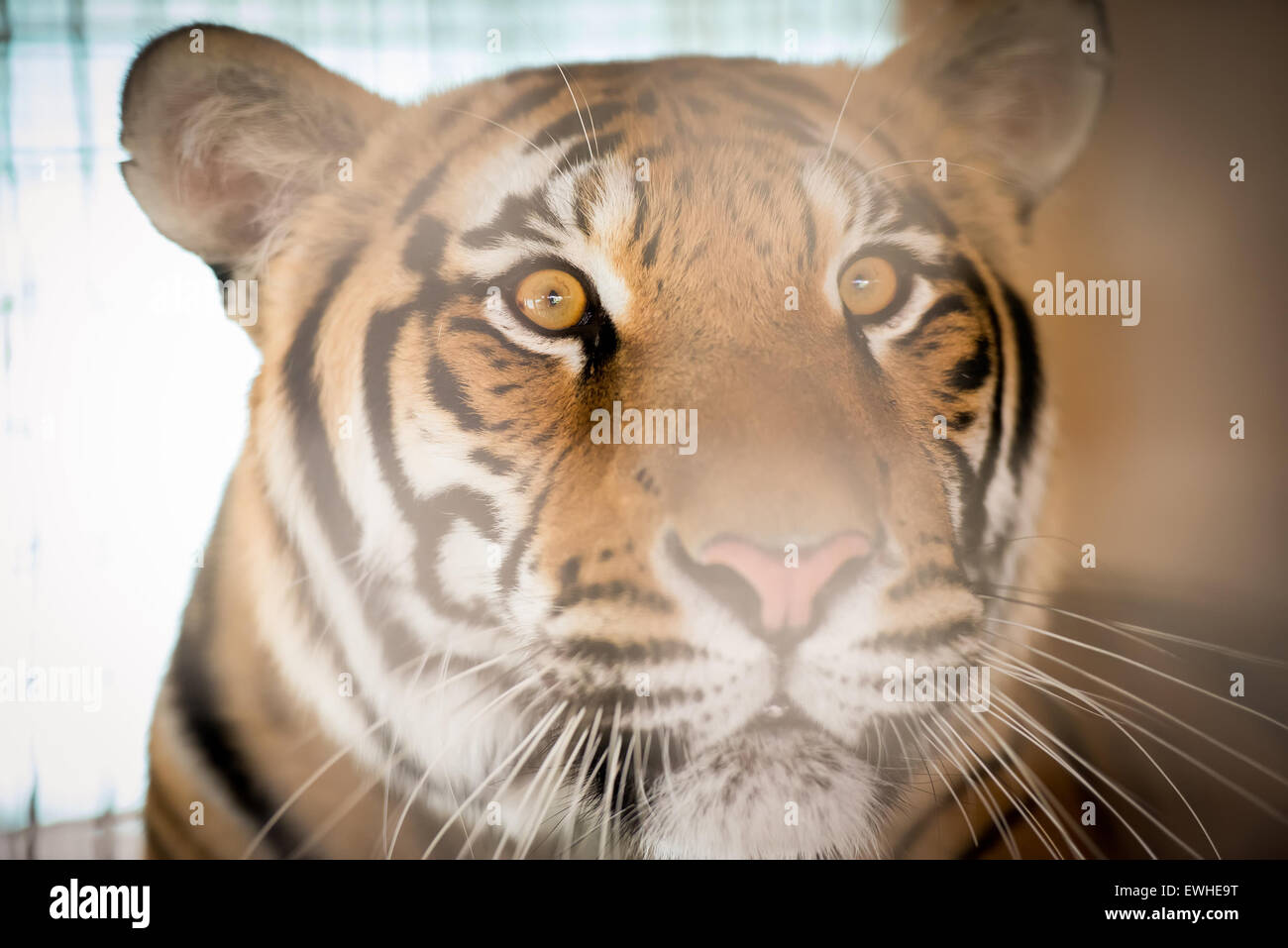 Tiger Stockfoto