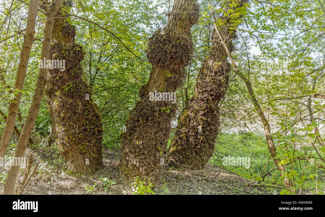 Bäume in der Lawice Kielpinskie Natur zu reservieren, in der Nähe von Kepa Kielpinska, Polen Stockfoto