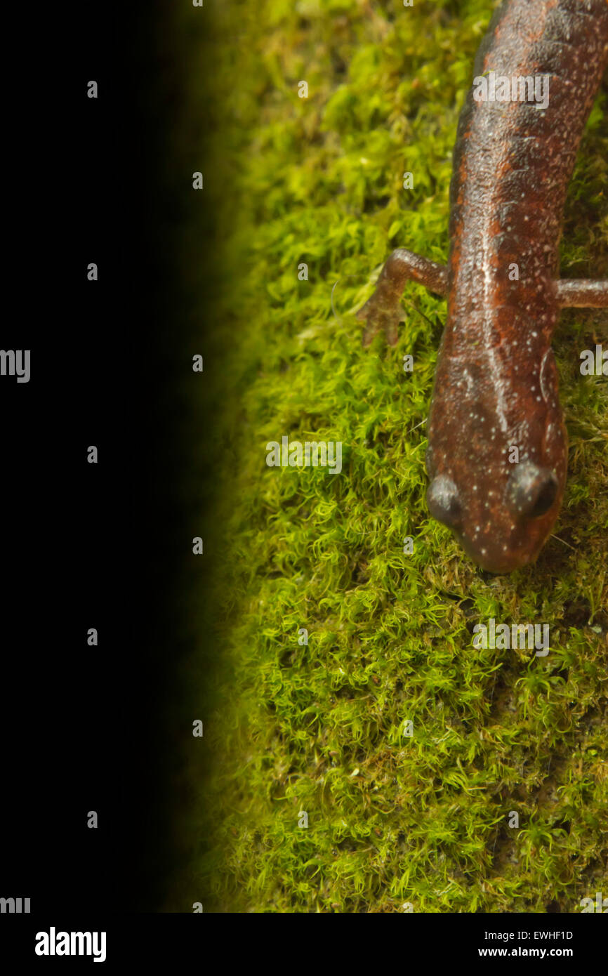 Closeup Makrofoto des roten backed Salamander bemoosten Felsen entlang Stockfoto