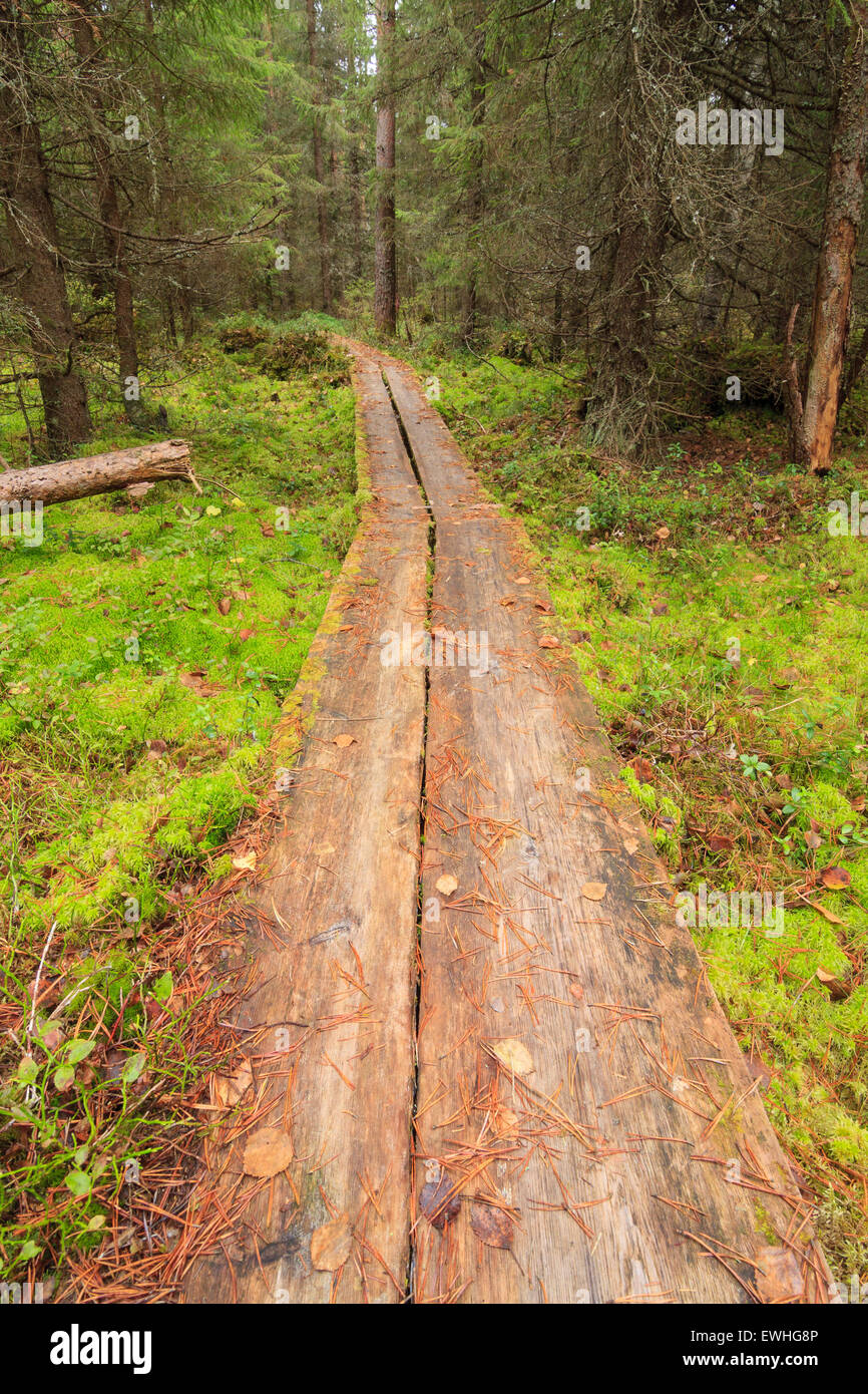 Holzsteg im Wald Stockfoto