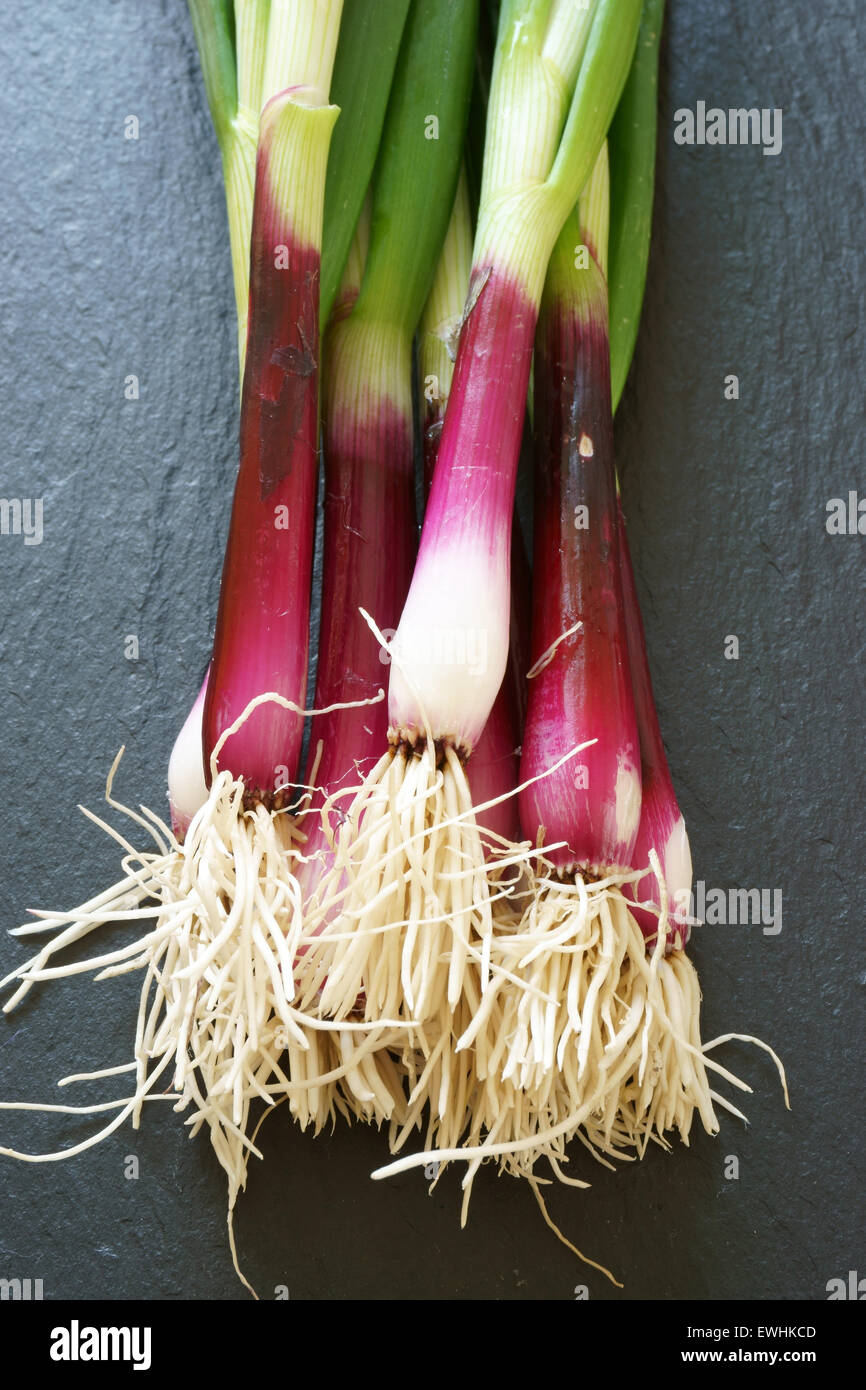 Frische rote Frühlingszwiebeln auf einer Schiefertafel Platte Stockfoto