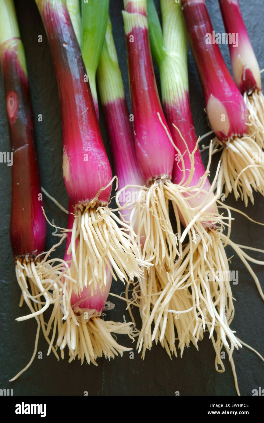 Nahaufnahme von ein paar rote Frühlingszwiebeln auf einer Schiefertafel Platte Stockfoto