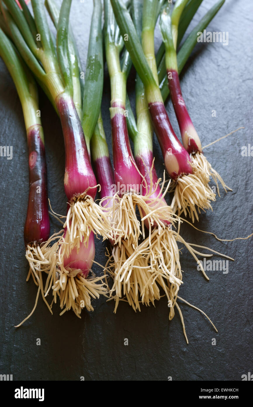 Roten frischen Frühlingszwiebeln auf eine schwarze Schneidebrett Stockfoto