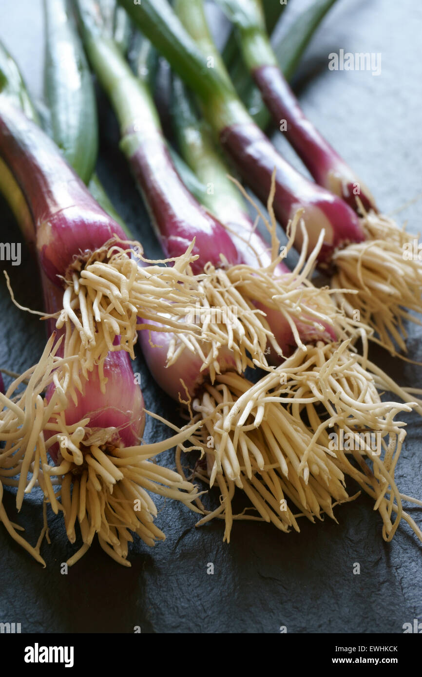 Nahaufnahme von ein paar rote Frühlingszwiebeln auf einer Schiefertafel Platte Stockfoto