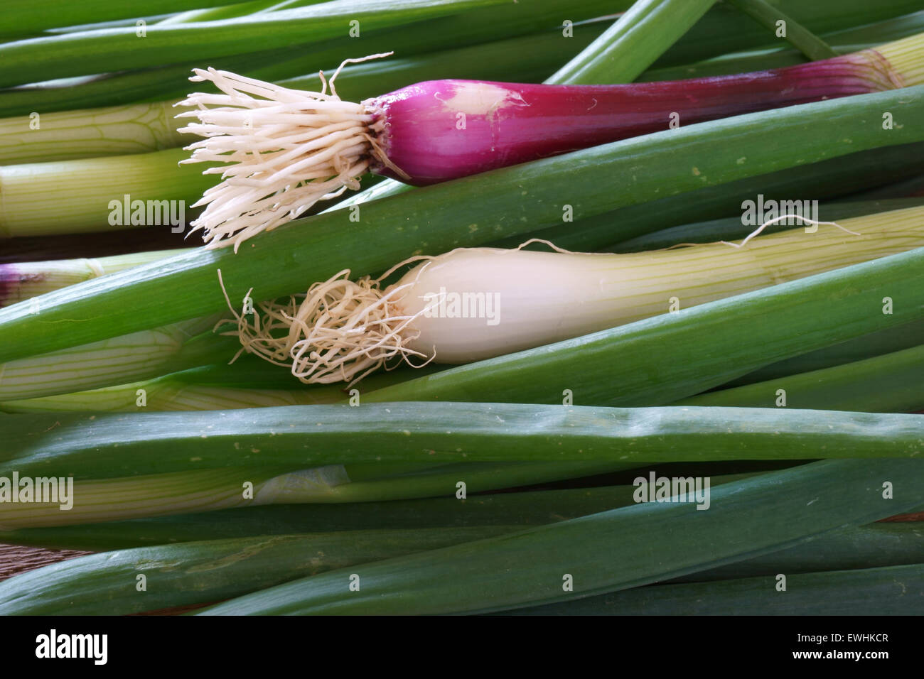 Hintergrund der frischer Schnittlauch Stockfoto