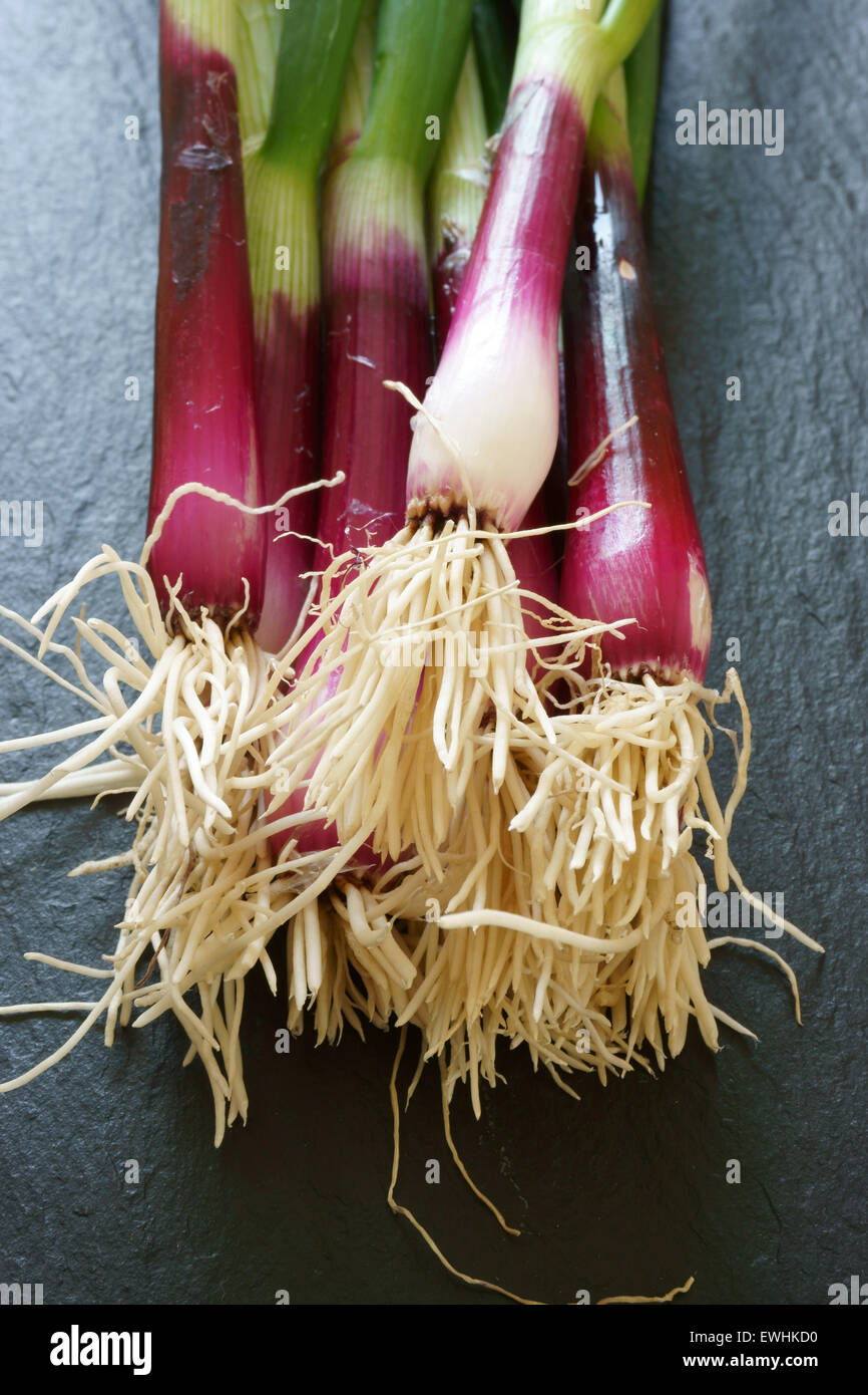 Frische rote Frühlingszwiebeln auf einer Schiefertafel Platte Stockfoto